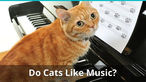 Do Cats Like Jazz Music? And Other Cat-Related Conundrums